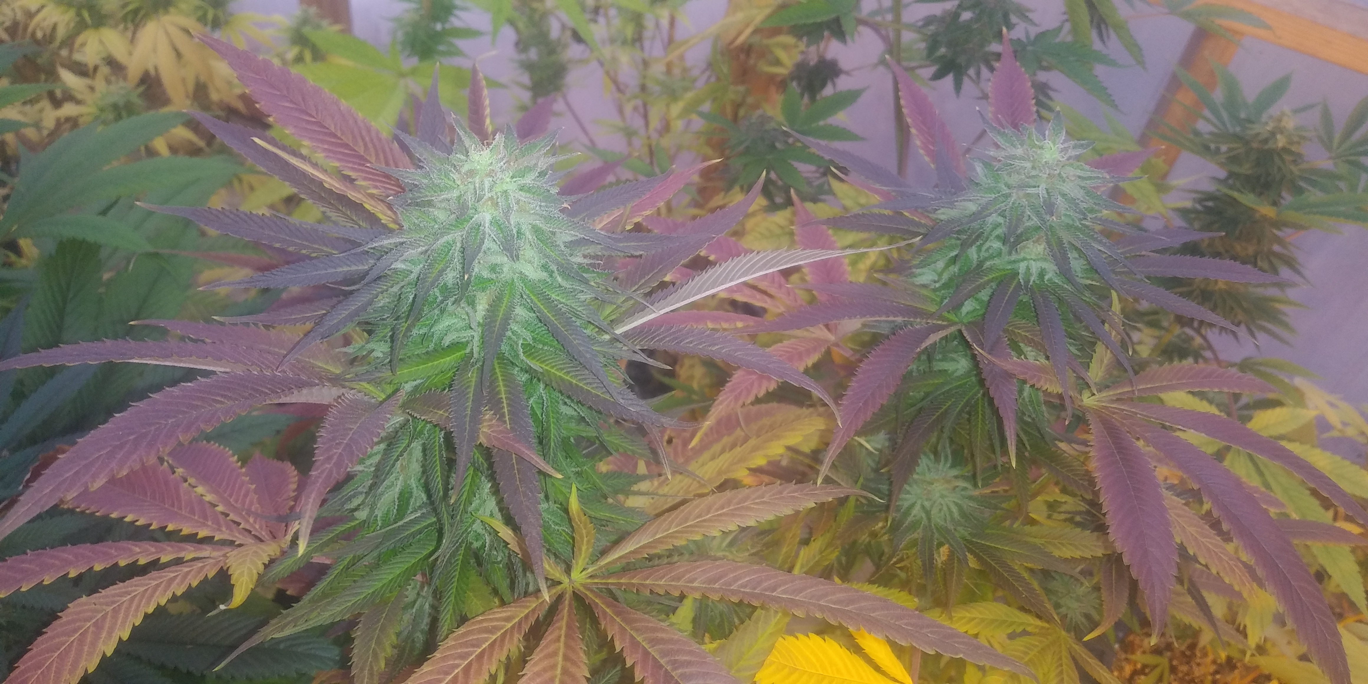 An image of Oaksterdam Kush