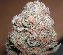 An image of Purple Kush