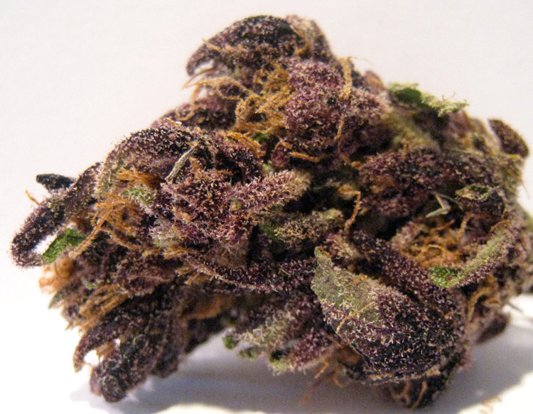 An image of Purple Monkey Balls
