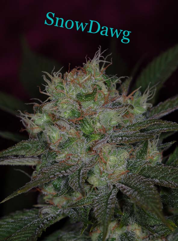 An image of Snowdawg