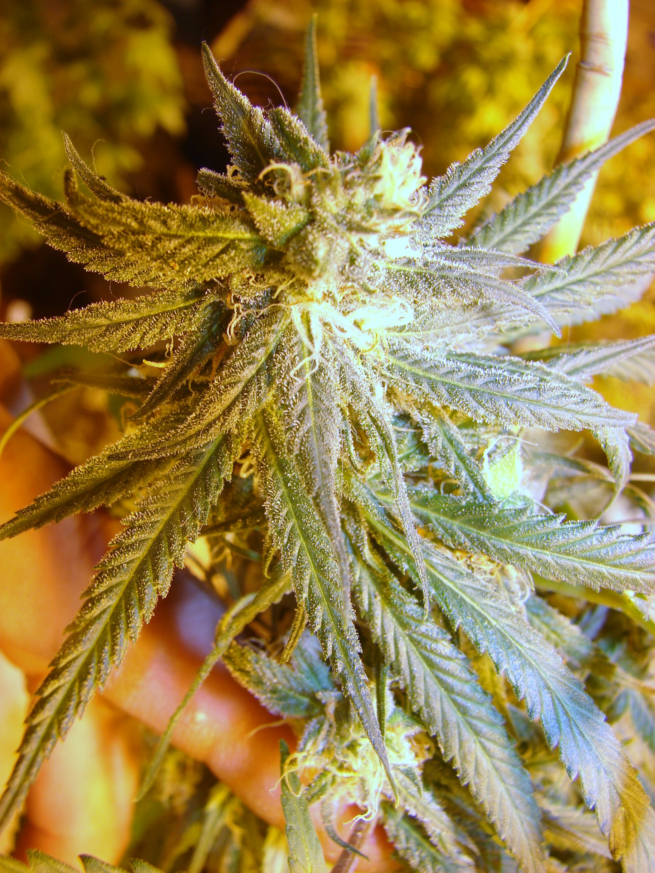 An image of Strawberry Creme