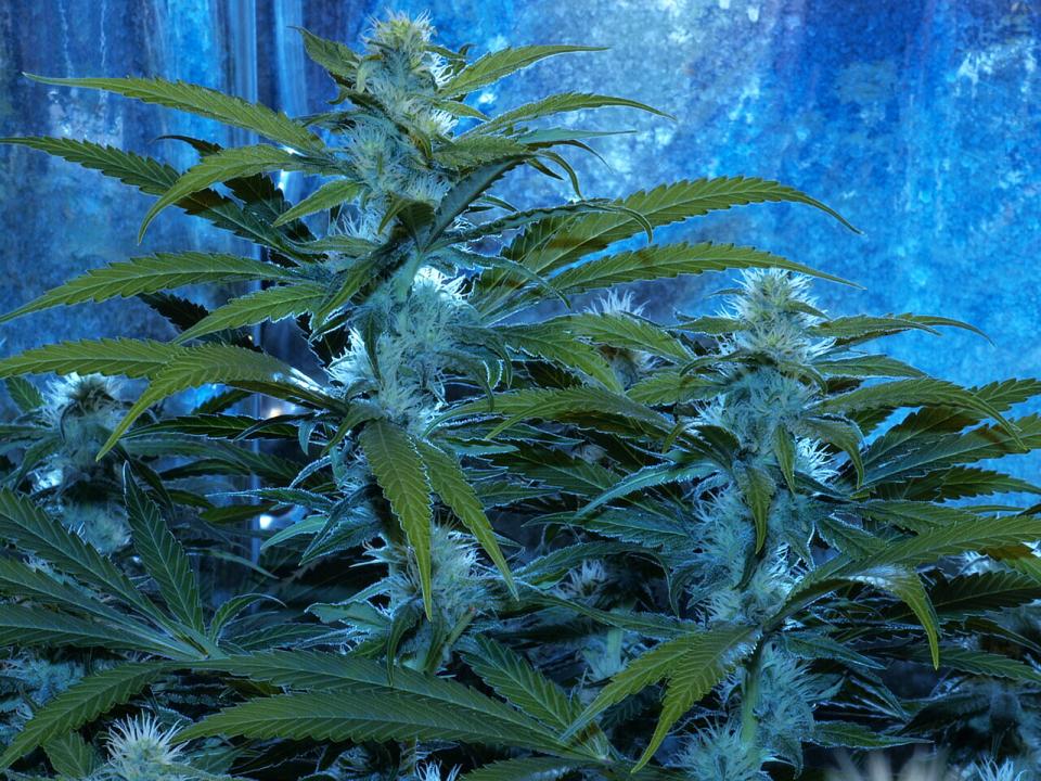An image of Sweet Mendo B.O.G