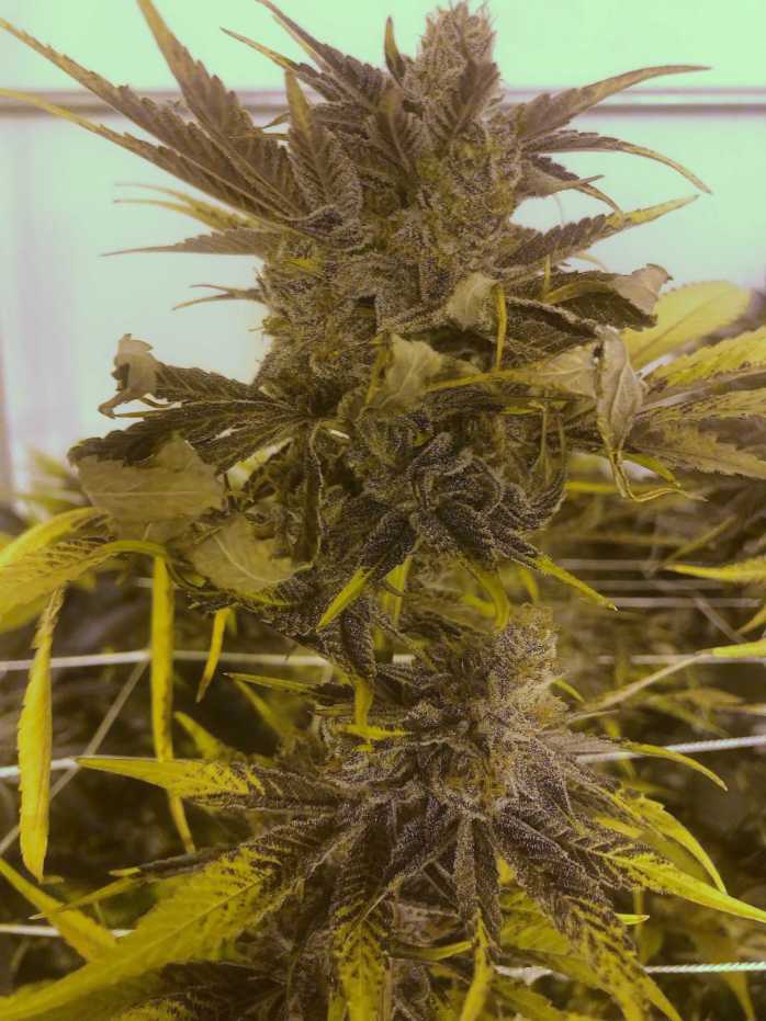 An image of Zkittlez Punch