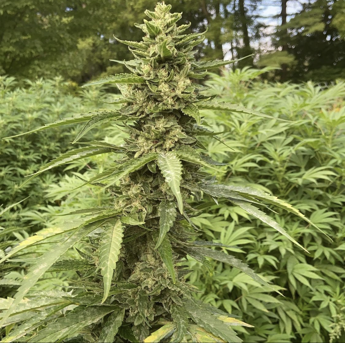 An image of Purple Star OG