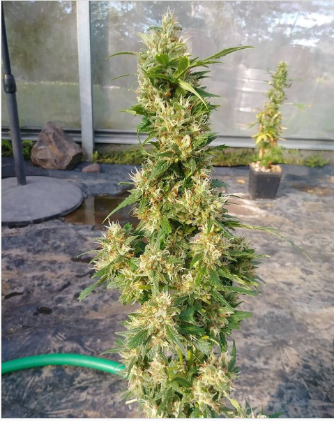 An image of Kali Mist Burmese