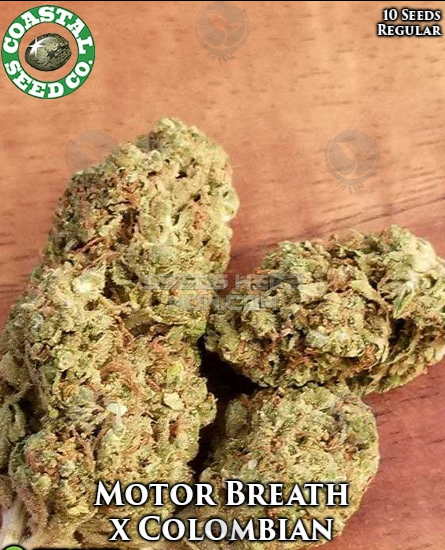 An image of Motor Breath X Colombian