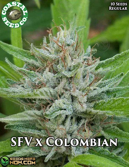 An image of San Fernando Valley X Colombian