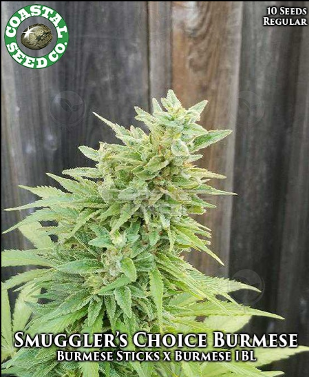 An image of Smugglers Choice Burmese