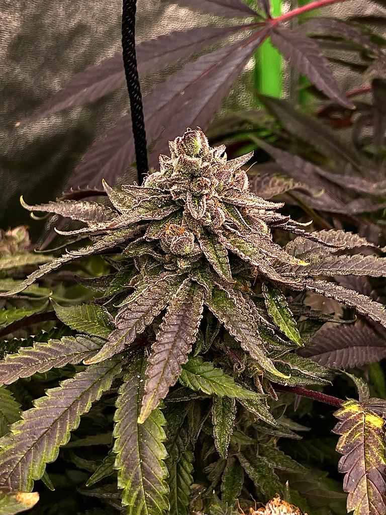 An image of Tropical Gelato