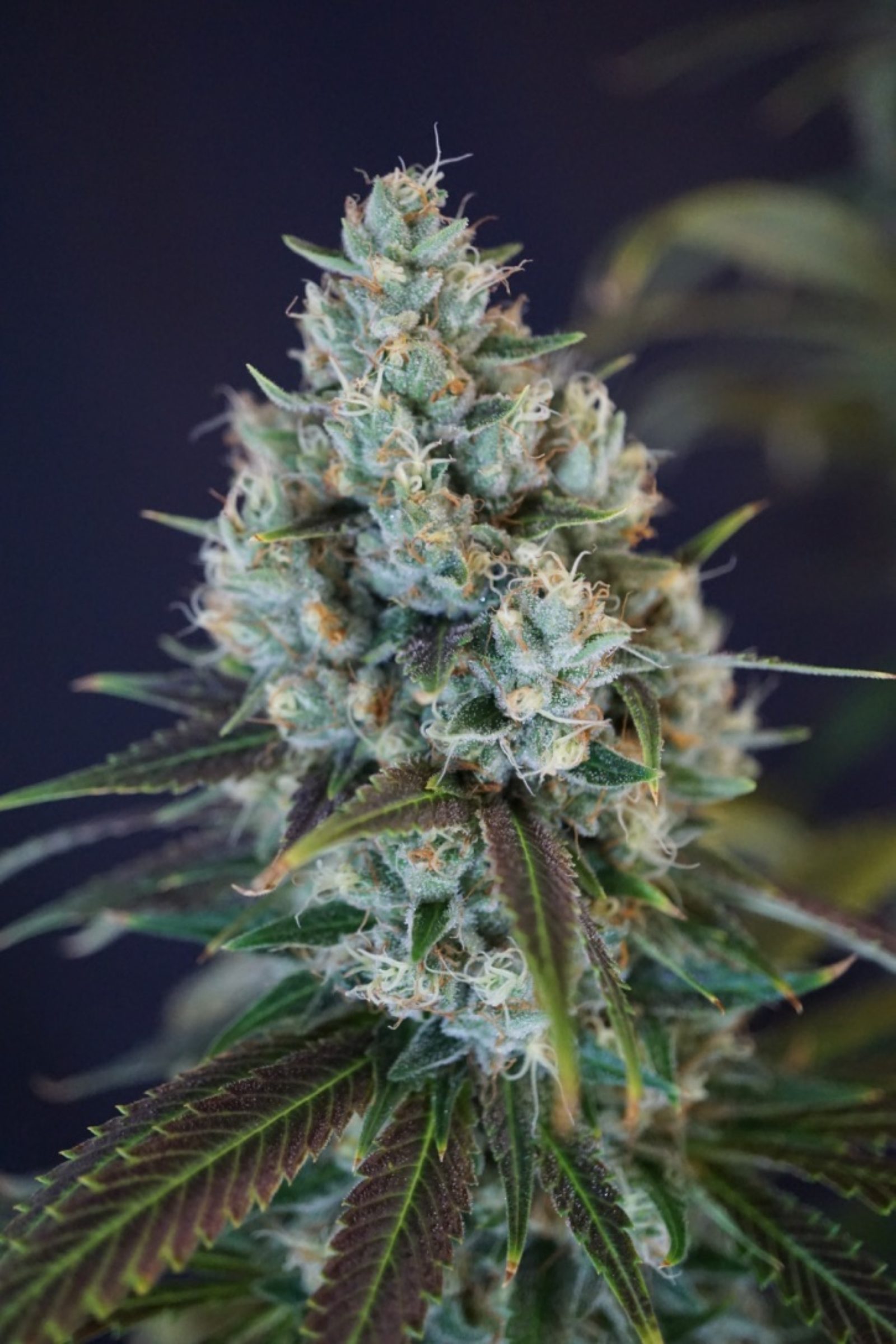 An image of Clementine Kush