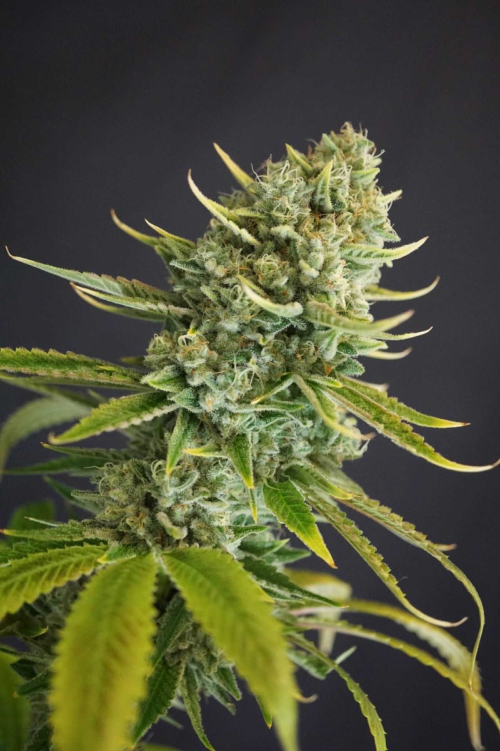 An image of Clementine Kush #1 BX