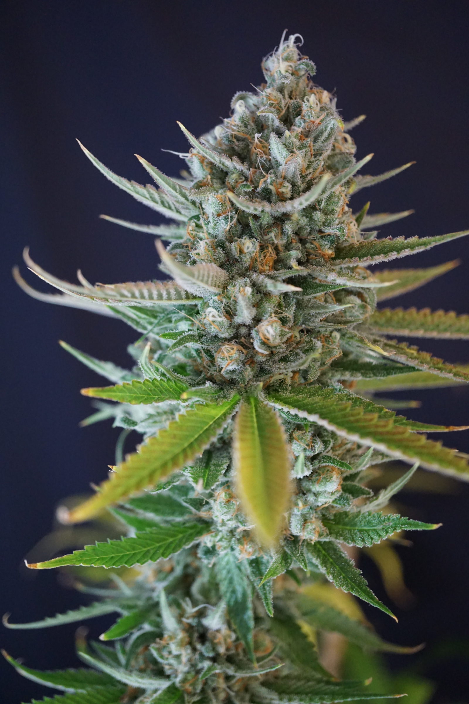 An image of Doobiebird Daydream