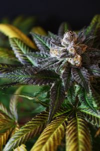 An image of Krishna Kush