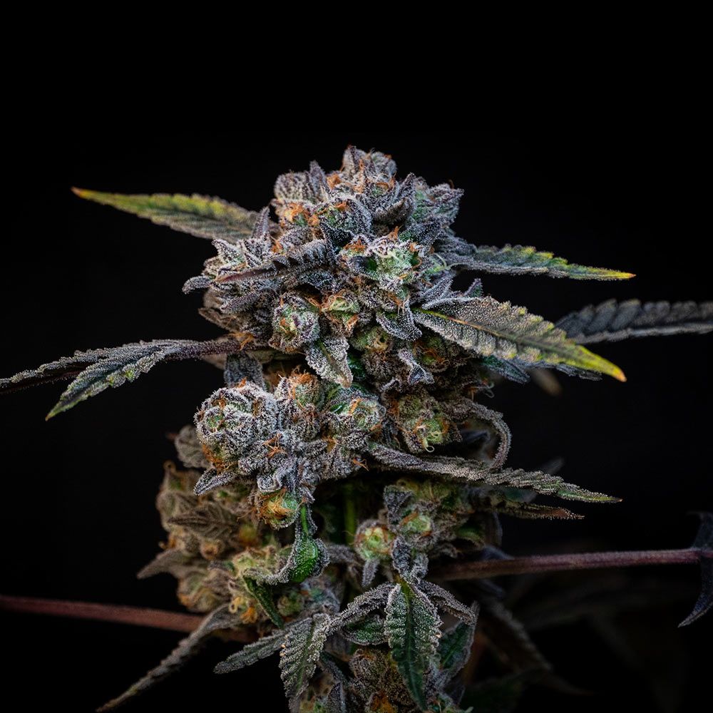 An image of Banana Cream Pop