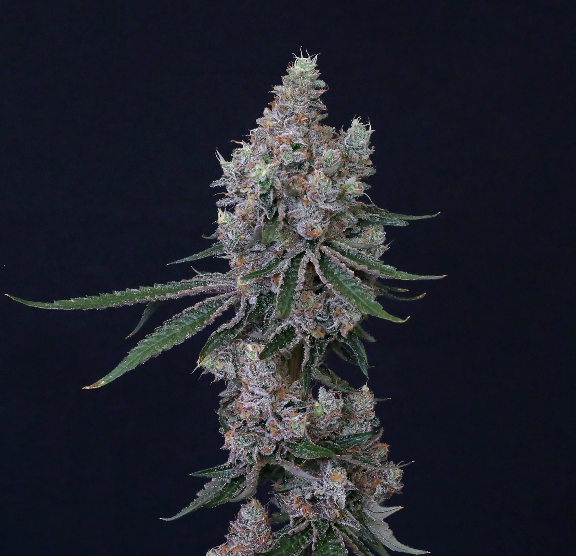 An image of Blue Apricot Sherbert
