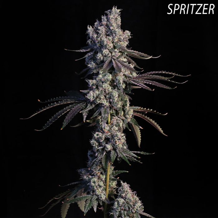 An image of Gold Dropz