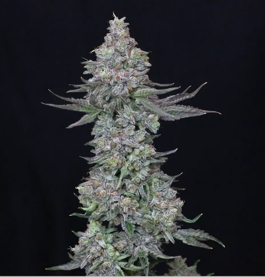 An image of Slipstream