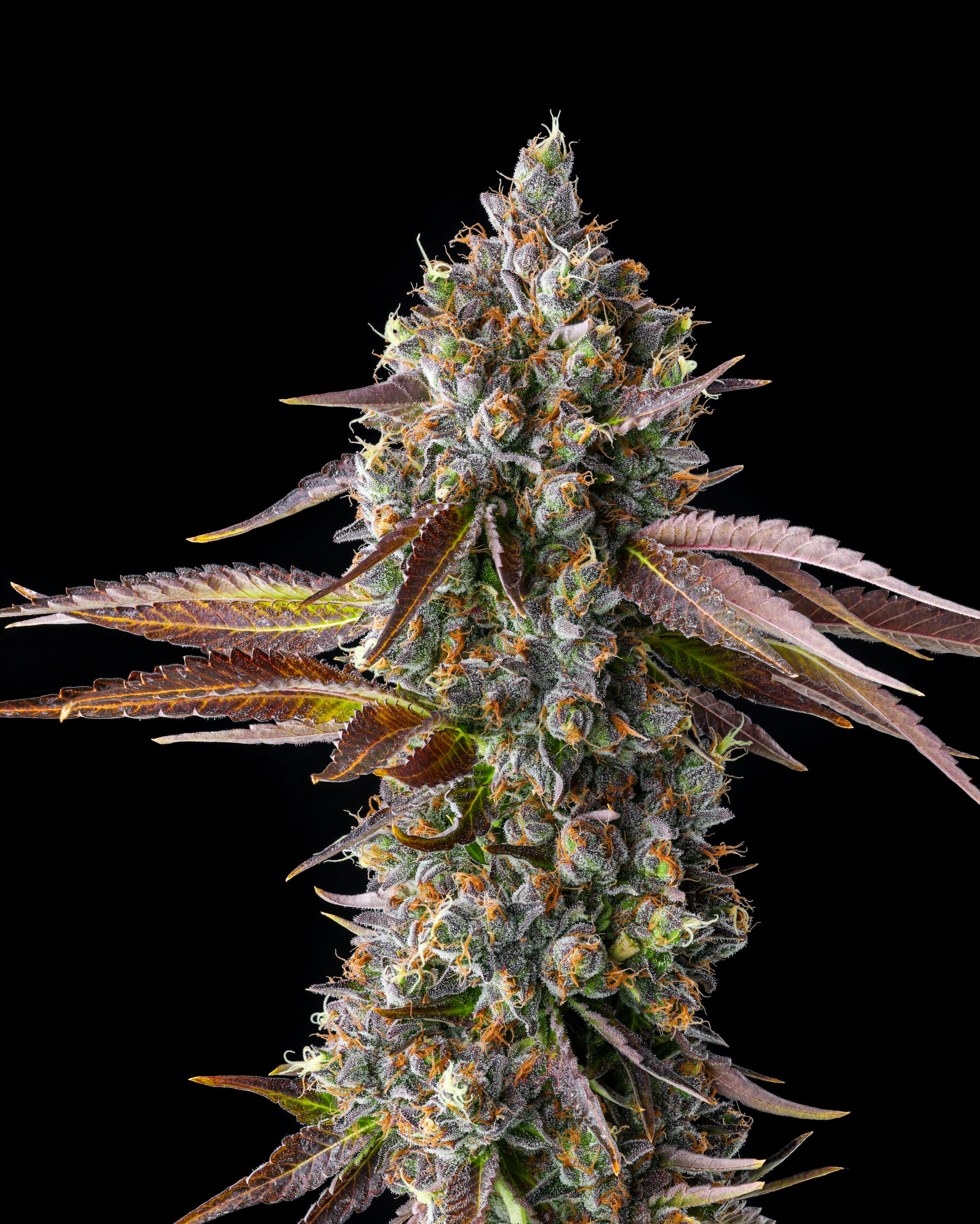 An image of Strawberry Skrilla
