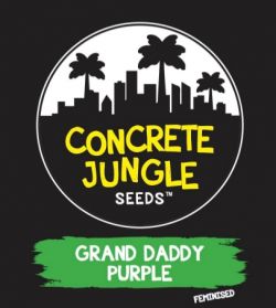 An image of Grand Daddy Purple