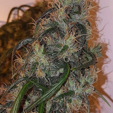 An image of Australian Dead Head