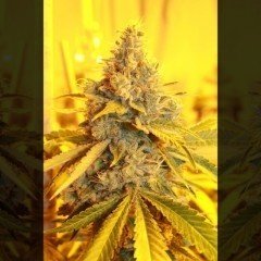 An image of Cheese Dog Haze