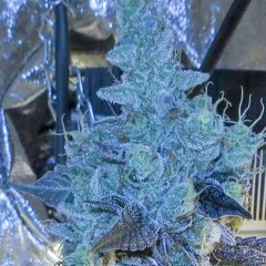 An image of Chem D Cookies