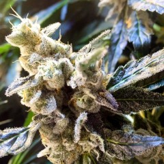 An image of Connoisseur Cookies