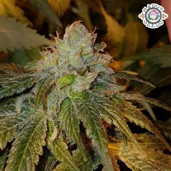 An image of Dogshit Dead Head Haze
