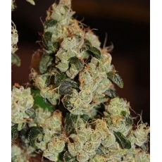 An image of East Coast Sour Diesel Haze