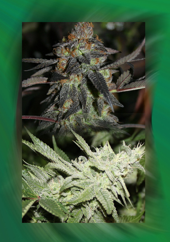 An image of Grandaddy White