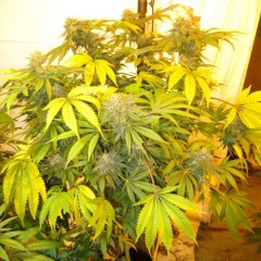 An image of New York Haze Cookies