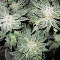 An image of OG Kush Cookies