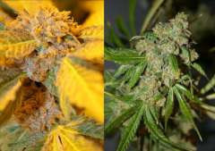 An image of Rainbow Jones