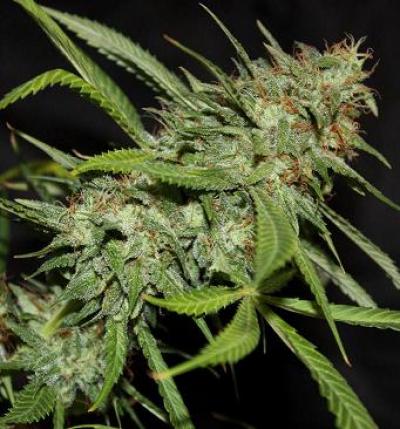 An image of Sour Hazy Jones