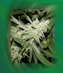 An image of The White