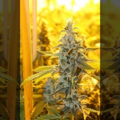 An image of Triangle Kush Haze
