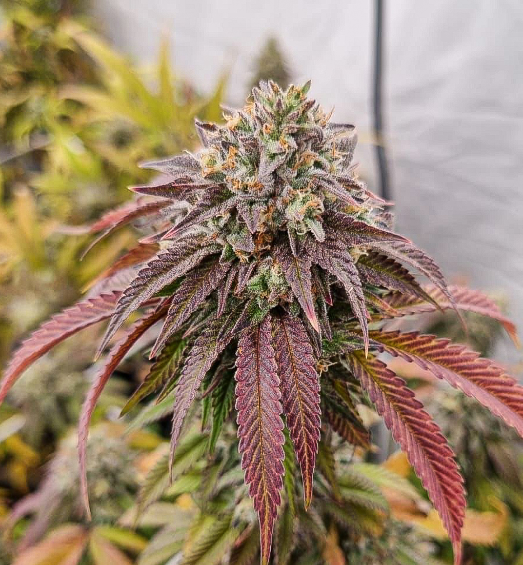 An image of Chronic Kush