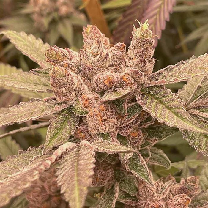 An image of Pink Waferz