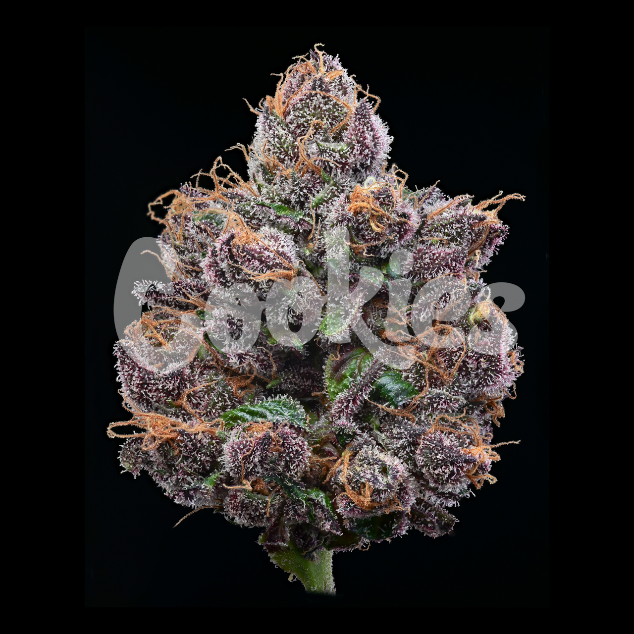 An image of Candy Candy
