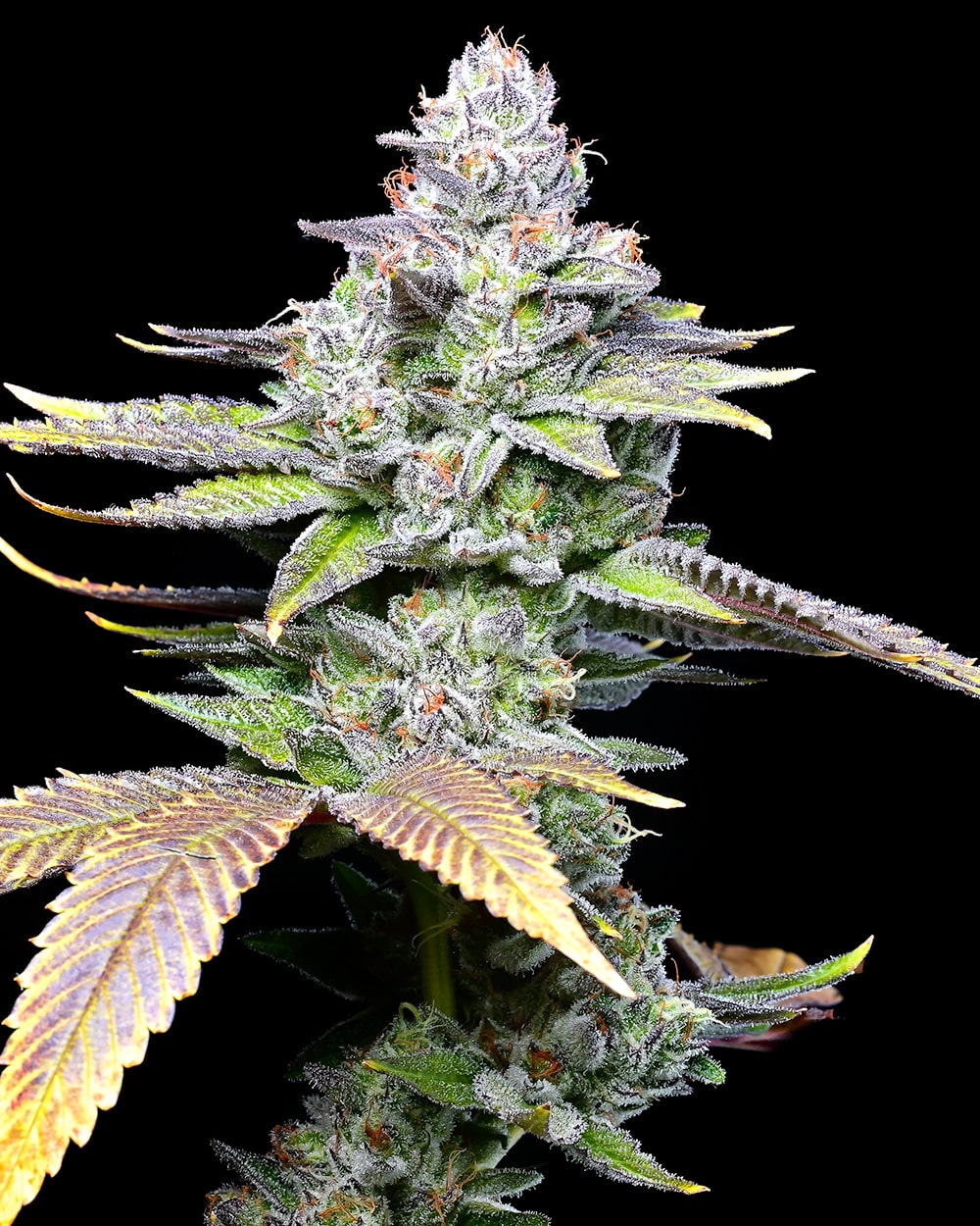 An image of White Sherb