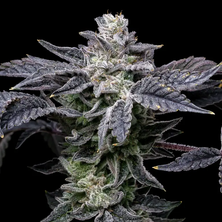 An image of Pink Runtz x Hollywood