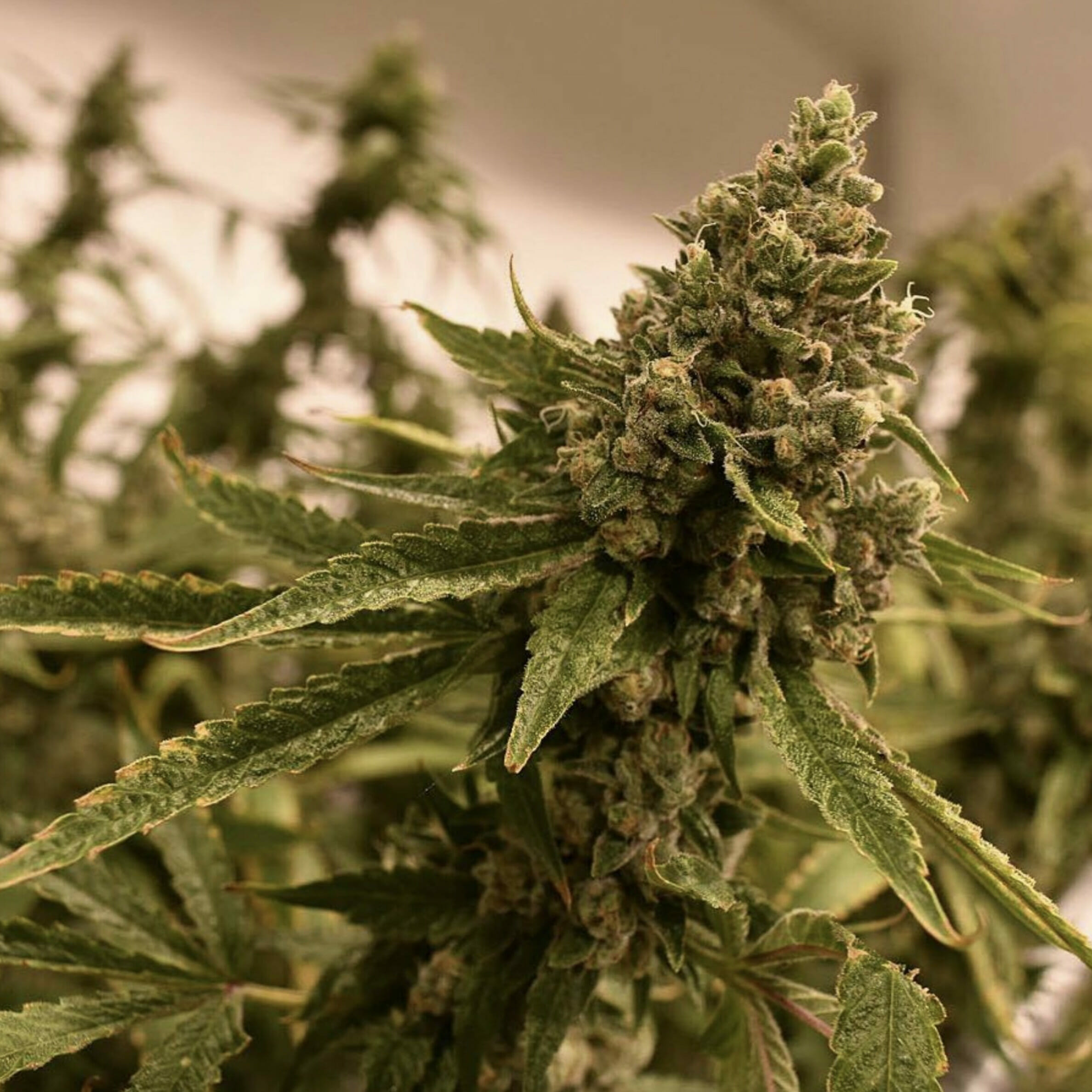 An image of Ancient OG F3
