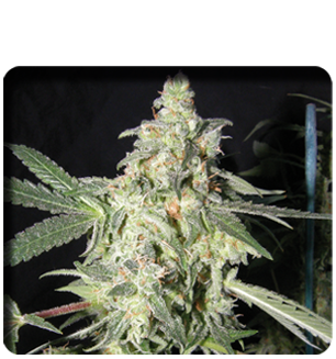 An image of AK