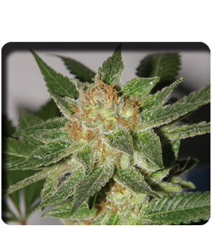 An image of Bubble