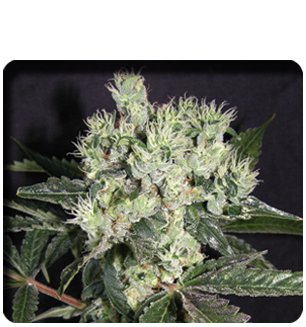 An image of Nebulosa