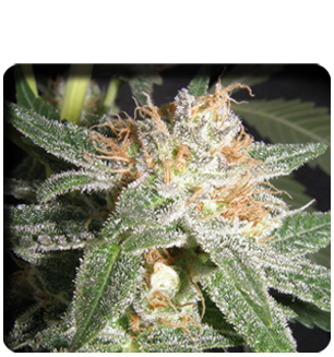 An image of White Widow