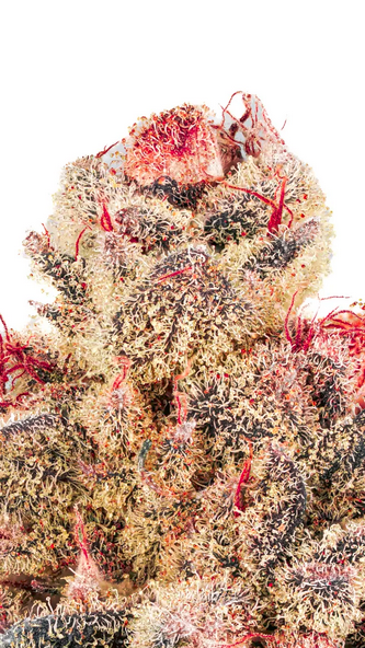 An image of Cherry Inferno S1