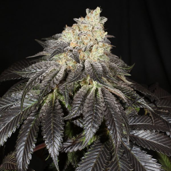 An image of Bubba Hindu