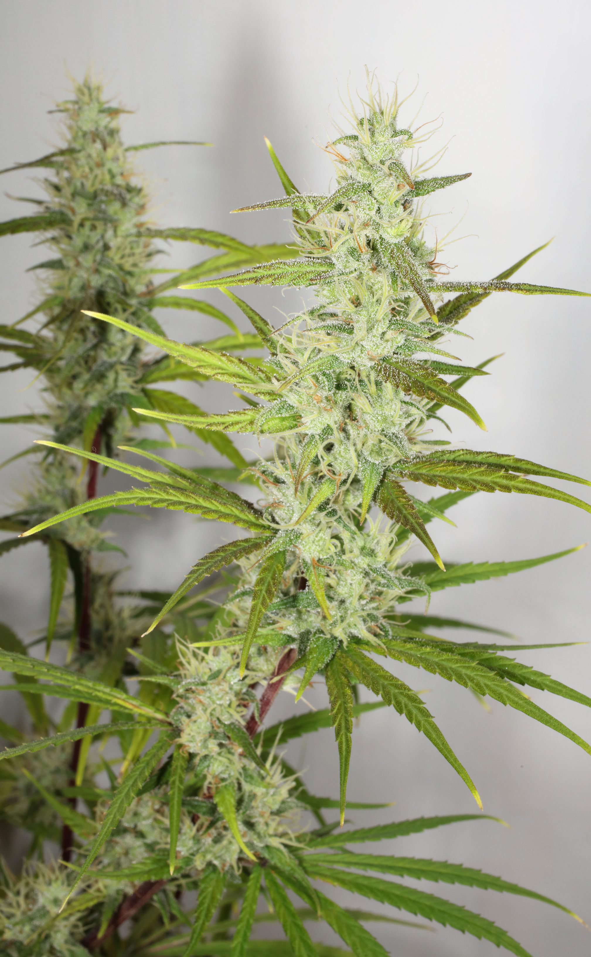 An image of Hawaiian Haze