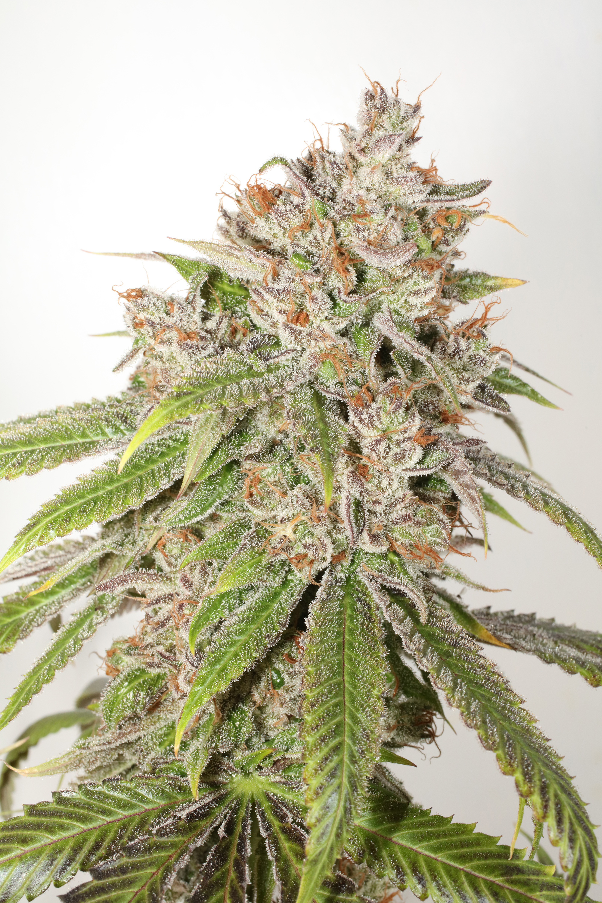 An image of OG Garlic Breath